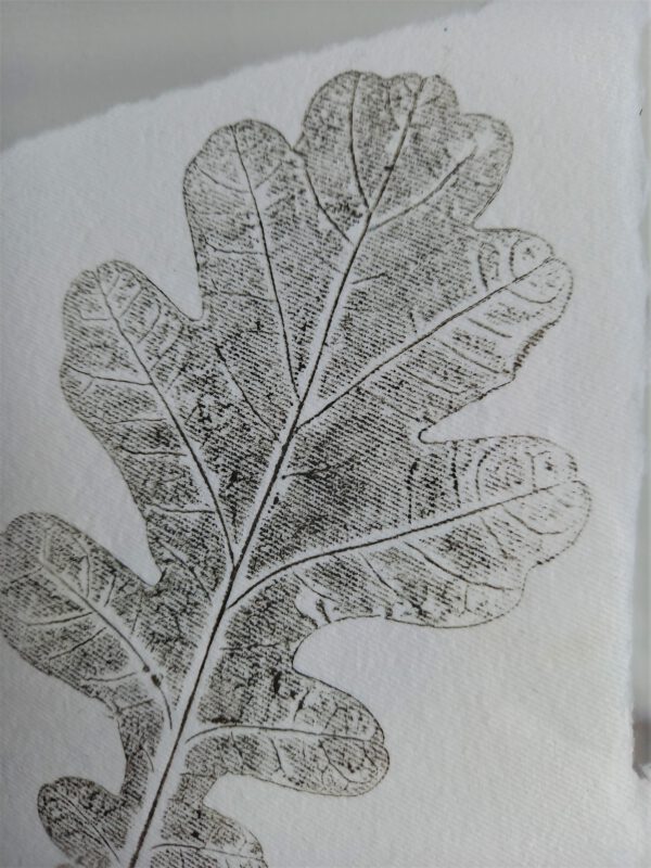 studio immink print monoprint botanical art